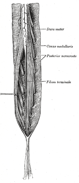 Spinal Cord, Neurology, Cauda equina and filum terminale; Posterior view, Conus medullaris, Posterior nerve roots
