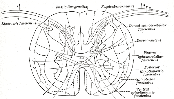 Structures of the Gray matter, Spinal Cord, Connections of afferent (sensory) fibers; posterior root with the efferent fibers from the ventral column and with the various long ascending fasciculi
