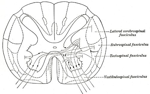 Structures of the Gray Matter, Spinal Cord, Diagram showing possible connection of long descending fibers from higher centers with the motor cells of the ventral column through association fibers