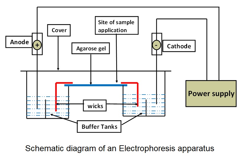 Schematic diagram of an electrophoresis apparatus