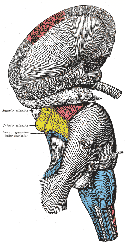 The Hind-brain or Rhombencephalon, Superficial dissection of brain-stem; Lateral view, External Capsule, Hippocampus, Superior colliculus, Inferior colliculus, Ventral Spinocerebellar fasciculus