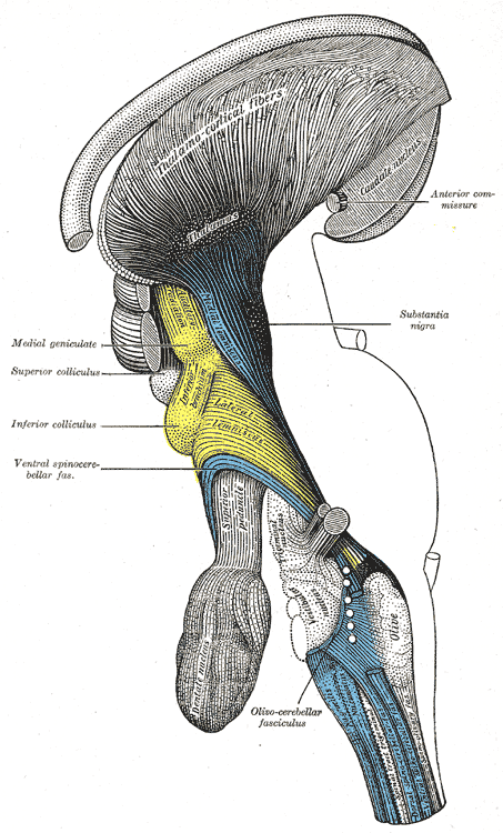 The Hind-brain or Rhombencephalon, Deep dissection of brain-stem; Lateral view, Thalamus, Thalamocortical fibers, Caudate nucleus 