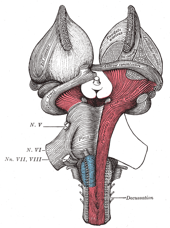 The Hind-brain or Rhombencephalon, Superficial dissection of brain-stem. Ventral view, Cranial Nerve, Pons, Caudate nucleus, Anterior commissure, Cerebral peduncle 