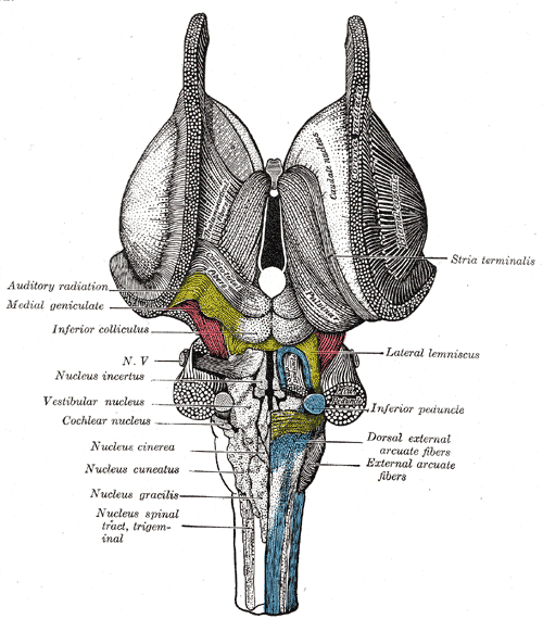 <p>The Hindbrain or Rhombencephalon, Dorsal View