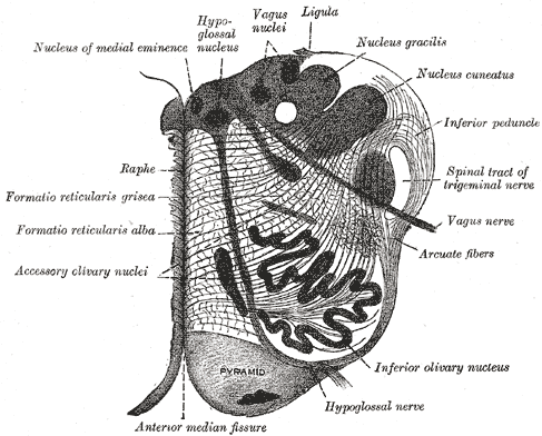 The Hind-brain or Rhombencephalon; Cross Section of the medulla oblongata at about the middle of the olive, Pyramid, Raphe, Vagus nerve, Arcuate fibers, Ligula, Vagus nuclei