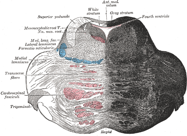 <p>The Hind-Brain or Rhombencephalon, Coronal section of the pons, at its upper part</p>