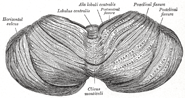 The Hind-Brain or Rhombencephalon, Upper surface of the cerebellum 