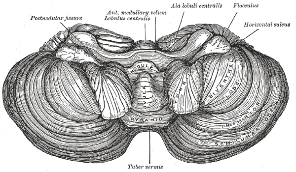 The Hind-Brain or Rhombencephalon, Bottom Surface of the Cerebellum, Post Nodular fissure, Flocculus