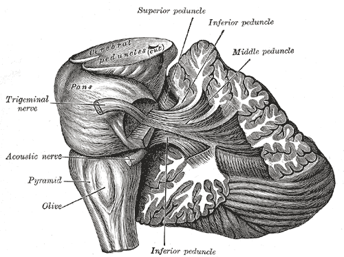 <p>The Hind-Brain or Rhombencephalon, Dissection showing the projection fibers of the cerebellum, Olive, Pyramid, Acoustic Ne