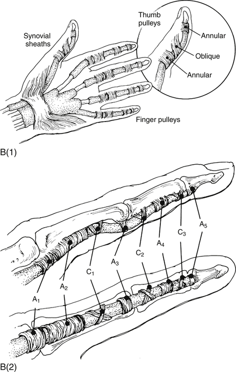 <p>Flexor Tendon Anatomy