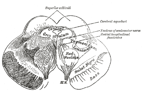 The Mid-brain or Mesencephalon, Transverse section of mid-brain at level of superior colliculi, Optic Nerve, Cerebral Aqueduct, Nucleus of oculomotor nerve, Medial longitudinal fasciculus, Red Nucleus, Tegmentum, Lemniscus 