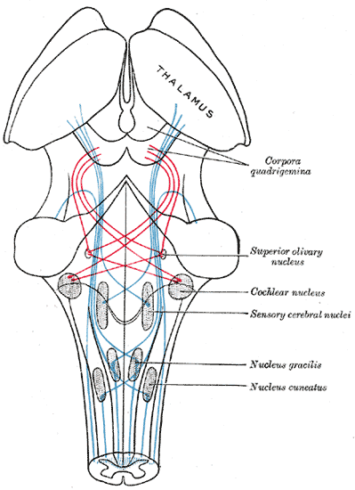 The Mid-brain or Mesencephalon, the course of the fibers of the lemniscus; medial lemniscus in blue, lateral in red, Thalamus, Corpora quadrigemina, Superior Olivary nucleus, Cochlear nucleus, Sensory cerebral nuclei, Nucleus gracilis, Nucleus cuneatus