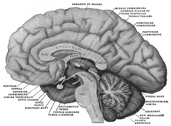 The Fore-brain or Prosencephalon, Mesal aspect of a brain sectioned in the median sagittal plane, Foramen of Monro, Middle commissure, Taenia thalami, Habenular commissure, Genu, Callosum, Fornix, Septum Lucidum, Plenum, Pons, Oblongata, Thalamus
