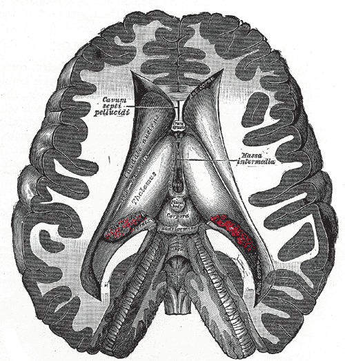 The Fore-Brain or Prosencephalon, Dissection showing the ventricles of the brain, Cavum septi pellucidi, Hassa intermedia, Caudate nucleus, Thalamus, Corpora