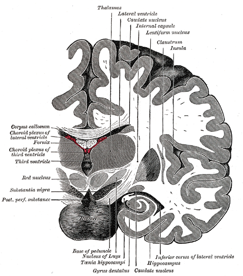 The Fore-brain or Prosencephalon, Coronal section of brain immediately in front of pons, Thalamus, Lateral ventricle, Caudate nucleus, Internal capsule, Lentiform nucleus, Claustrum, Insula, Hippocampus, Gyrus dentatus, Red Nucleus, Fornix, Corpus callosum