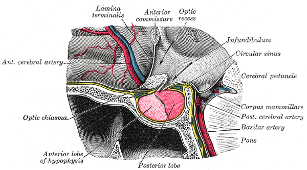 The Fore-brain or Prosencephalon, The hypophysis cerebral; sagittal section, Lamina Terminalis, Optic Recess, Infundibulum, Posterior and Anterior lobe of the Hypophysis, Optic Chiasma, Pons, 