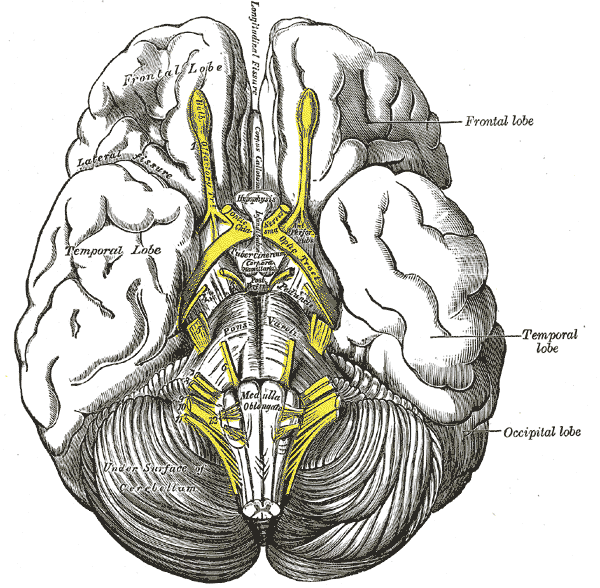 The Telencephalon, Base of the Brain, Pas optica hypothalami, Temporal Lobe, Cerebellum, Occipital lobe, Frontal lobe
