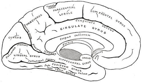 Medial surface of left cerebral hemisphere, Cuneus, Gyrus and Fissure of the Left cerebral hemisphere, Corpus Callosum, Fornix, Uncus, Precuneus, Paracentral lobule