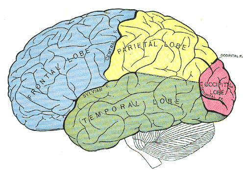 Principal fissures and lobes of the cerebrum viewed laterally, Frontal Lobe, Parietal Lobe, Temporal Lobe, Occipital Lobe