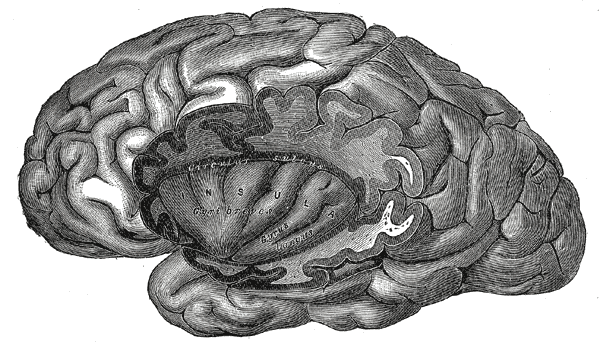 <p>The insula of the left side; exposed by removing the opercula, Gyrus Brevis</p>