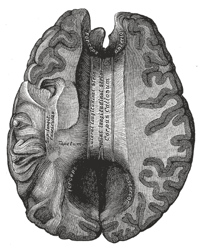 Corpus callosum from above, Lateral and Medial longitudinal stria, Tapetum, Superior Longitudinal Fasciculus, Forceps Posterior and Anterior