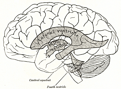  Scheme showing relations of the ventricles to the surface of the brain, Lateral Ventricle, Third Ventricle, Cerebral Aqueduct, Fourth Ventricle