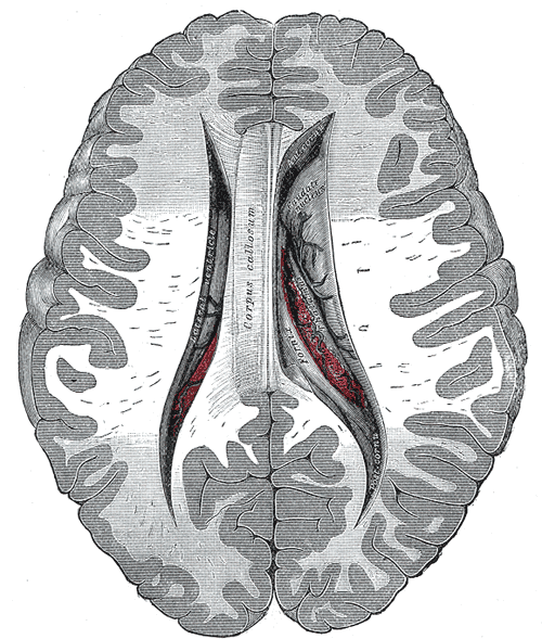 Central; anterior and posterior cornua of lateral ventricles exposed from above, Corpus callosum, Caudate nucleus