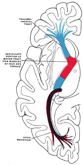 Diagram of the tracts in the internal capsule, Motor tract are red, The sensory tract is blue, the optic radiation (occipito thalamic) is shown in violet, Geniculate portion of motor tract, Thalamo Frontal tract