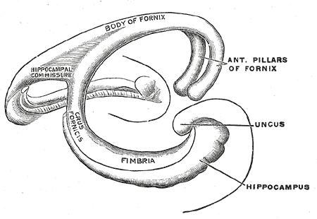 Diagram of the fornix, Body of Fornix, Hippocampal commissure, Crus fornicis, Fimbria, Uncus, Hippocampus, Anterior Pillars of Fornix 