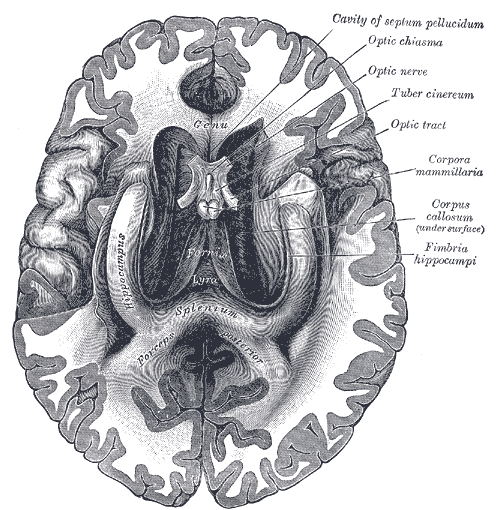 The fornix and corpus callosum from below, Genu, Hippocampus, Forceps posterior, Cavity of septum pellucidum, Optic Chiasma, Optic Nerve, Tuber cinereum, Optic Tract, Corpora mammillaria, Fimbria hippocampi