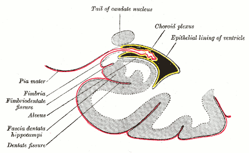 Coronal section of inferior horn of lateral ventricle, Tail of caudate nucleus, Choroid plexus, Epithelial lining of ventricle, Pia mater, Fimbria, Fimbriodentate fissure, Alveus, Fascia dentata hippocampi, Dentate fissure