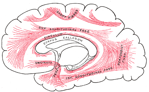 Diagram showing principal systems of association fibers in the cerebrum, Short Fibres, Superior Longitudinal Fascia, Cingulum, Corpus Callosum, Uncinate Fascia, Inferior Longitudinal fascia, Perpendicular fascia
