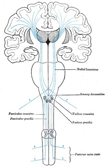 The sensory tract, Medial Lemniscus, Fasciculus cuneatus, Fasciculus gracilis, Sensory Decussation, Nucleus cuneatus, Nucleus gracilis, Posterior nerve roots