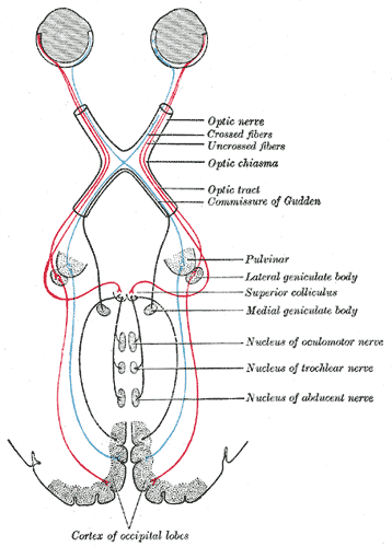 <p>Central Connections of the Optic Nerves and Tracts