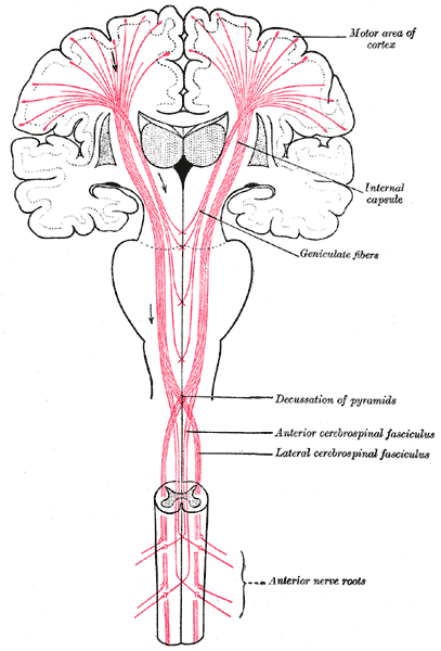 <p>Pathways from the Brain to the Spinal Cord, The motor tract, Anterior nerve roots, Anterior and Lateral cerebrospinal Fasc