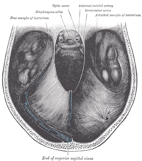 The Meninges of the Brain and Medulla Spinalis, Tentorium cerebelli seen from above