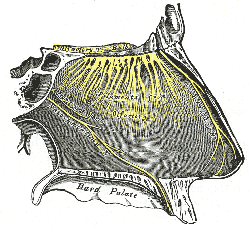 The Olfactory Nerve, Olfactory Tract and Bulb, Filaments, Nasociliary nerve, Nasopalatine nerve