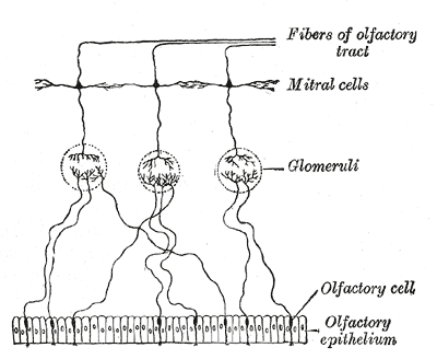 Olfactory epithelium, Olfactory Cell, Glomeruli, Mitral Cells, Fibers of Olfactory tract 