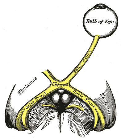 <p>The Optic Nerve, Bulb of Eye, Chiasm, Thalamus, Optic tract</p>