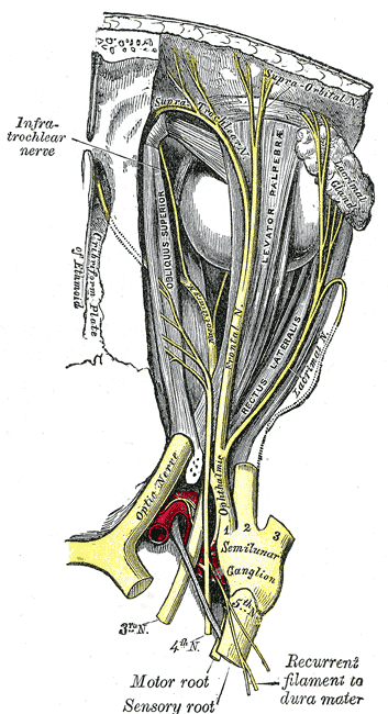 Trochlear Nerve, Nerves of the Orbit; seen from above, Obliques superior, Levator Palpebrae, Rectus Lateralis, Optic nerve, Semilunar Ganglion, Motor and Sensory root