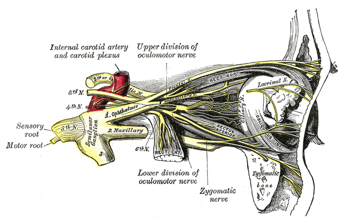 The Trigeminal Nerve, Nerves of the orbit and the ciliary ganglion; Side view