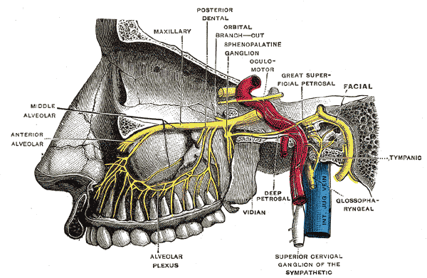 The Trigeminal Nerve, Alveolar branches of superior maxillary nerve and sphenopalatine ganglion
