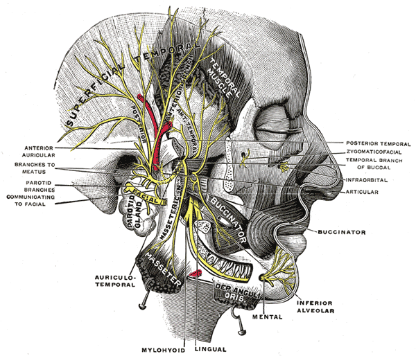 <p>The Trigeminal Nerve, Mandibular division of the trifacial nerve</p>