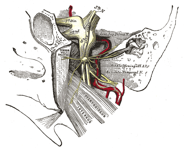 The Trigeminal Nerve, The otic ganglion and its branches