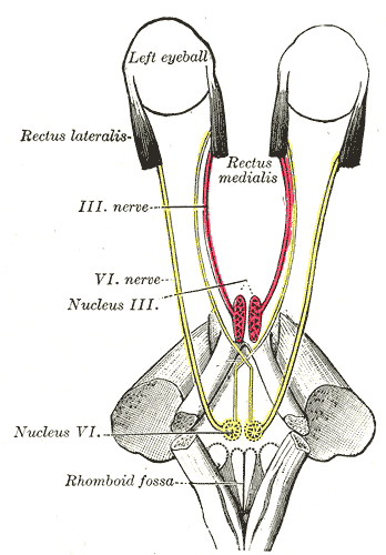 The Abducens Nerve,  the mode of innervation of the Recti medialis and lateralis of the eye, Rhomboid Fossa, Rectus Medialis
