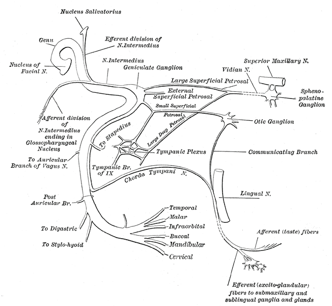 The Facial Nerve, Plan of the facial and intermediate nerves; communication with other nerves