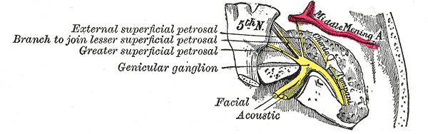 The Facial Nerve, The course and connections of the facial nerve in the temporal bone, Geniculate ganglion