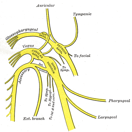The Glossopharyngeal Nerve, Plan of upper portions of glossopharyngeal; vagus; and accessory nerves