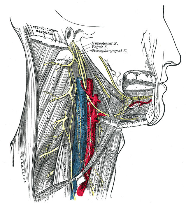 <p>The Accessory Nerve, Hypoglossal nerve, cervical plexus; and their branches</p>