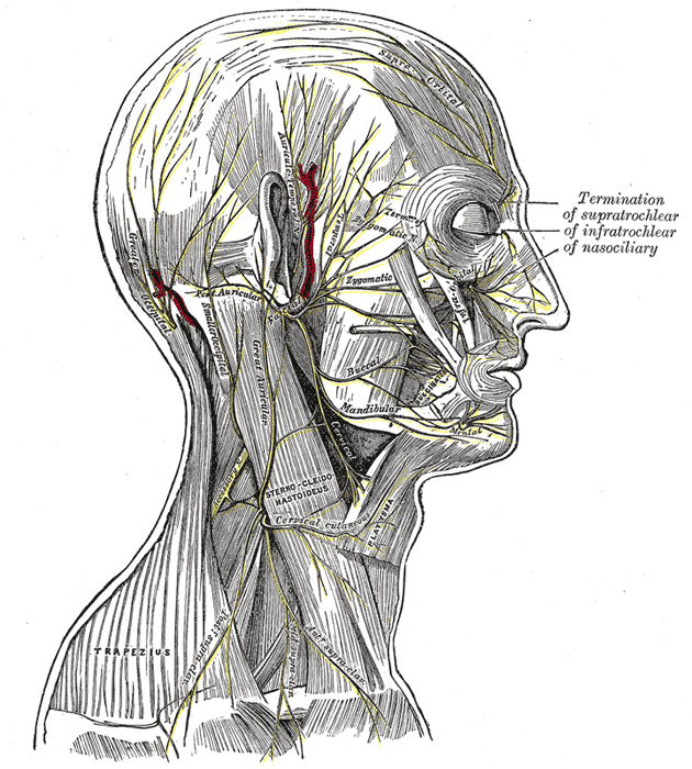 <p>The Anterior Divisions, The Nerves of the Scalp, Face, and Side of the Neck</p>